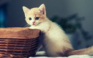 short-fur white kitten HD wallpaper