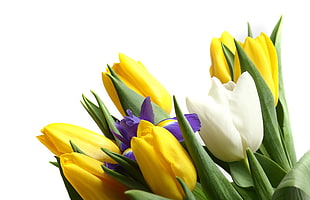 yellow, purple and white tulips