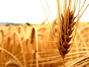 wheat plant, wheat, nature, spikelets, closeup