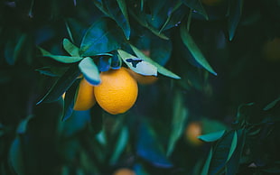 orange fruits during daytime