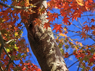 orange Maple leafy tree HD wallpaper
