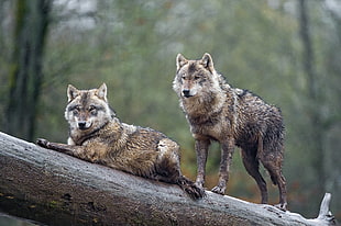 two gray mane wolves on tree branch