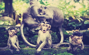 group of monkey near trees