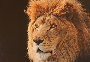 close up photo of lion head, ray HD wallpaper