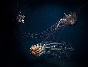 underwater of three jellyfish