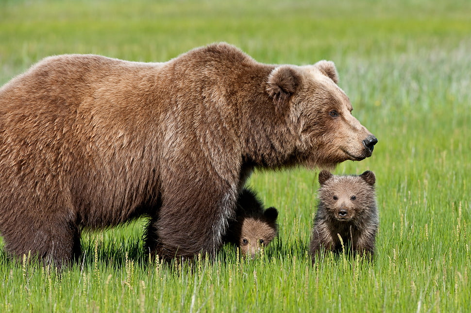 brown Bear and two cub HD wallpaper