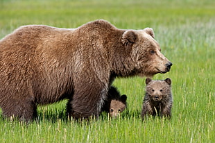 brown Bear and two cub HD wallpaper
