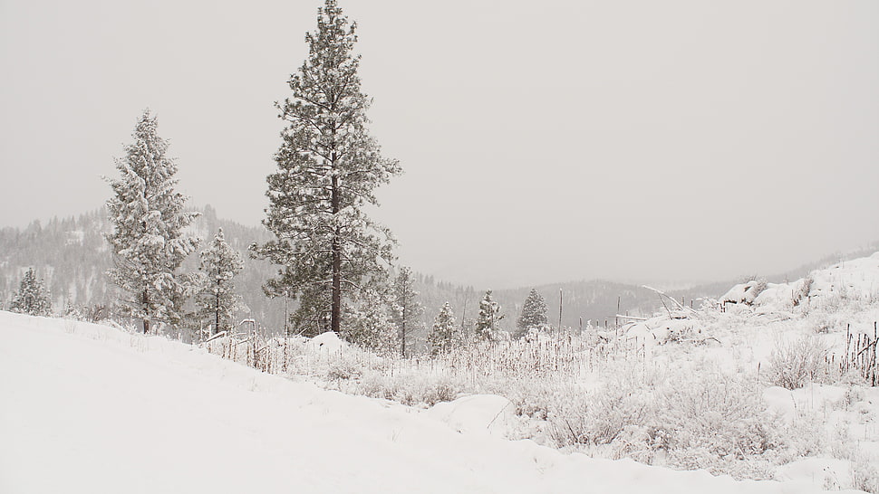 green leafed tree w, mountains, overcast, snow, pine trees HD wallpaper