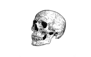 gray skull illustration, skull, artwork, minimalism, monochrome