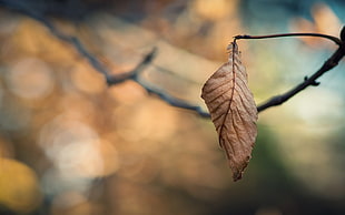 selective focus photography of withered leaf