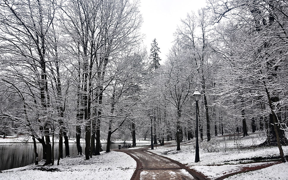 pine trees, snow, winter, trees, park HD wallpaper
