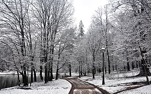 pine trees, snow, winter, trees, park