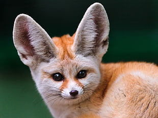 adult long-coated fox shallow animal photography