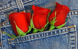 three red roses on pocket