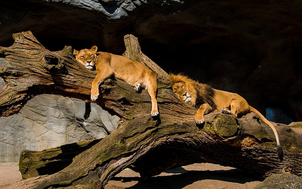 Lion and lioness sleeping on tree trunk photo HD wallpaper