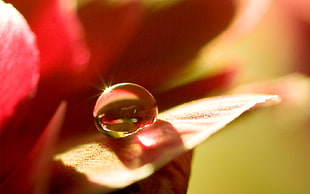 water drops in macro photography