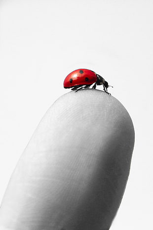 selective color photo of a red Coccinellidae on human finger, ladybug