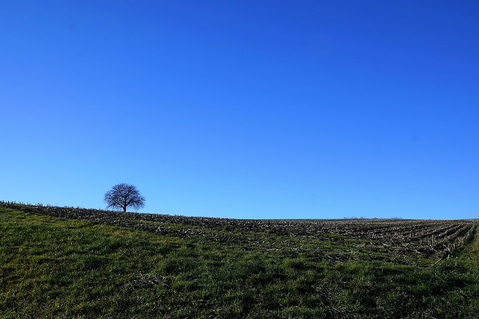 green grass field HD wallpaper