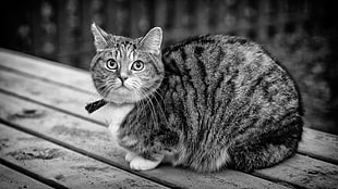 grayscaled photo of cat HD wallpaper