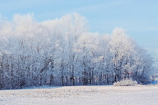 photo of white leaf trees during snowy season during daytime HD wallpaper