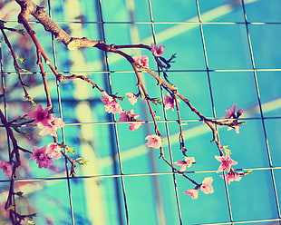photography of pink flowers HD wallpaper