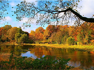 orange and green leaf trees in front of calm body of water