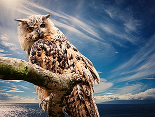 brown and black owl under blue skies at daytime