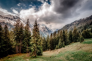 photography of green trees and mountain during daytime