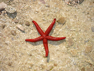 red star fish HD wallpaper