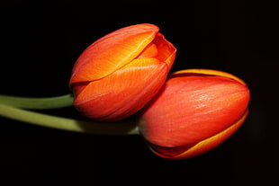 two red tulips HD wallpaper