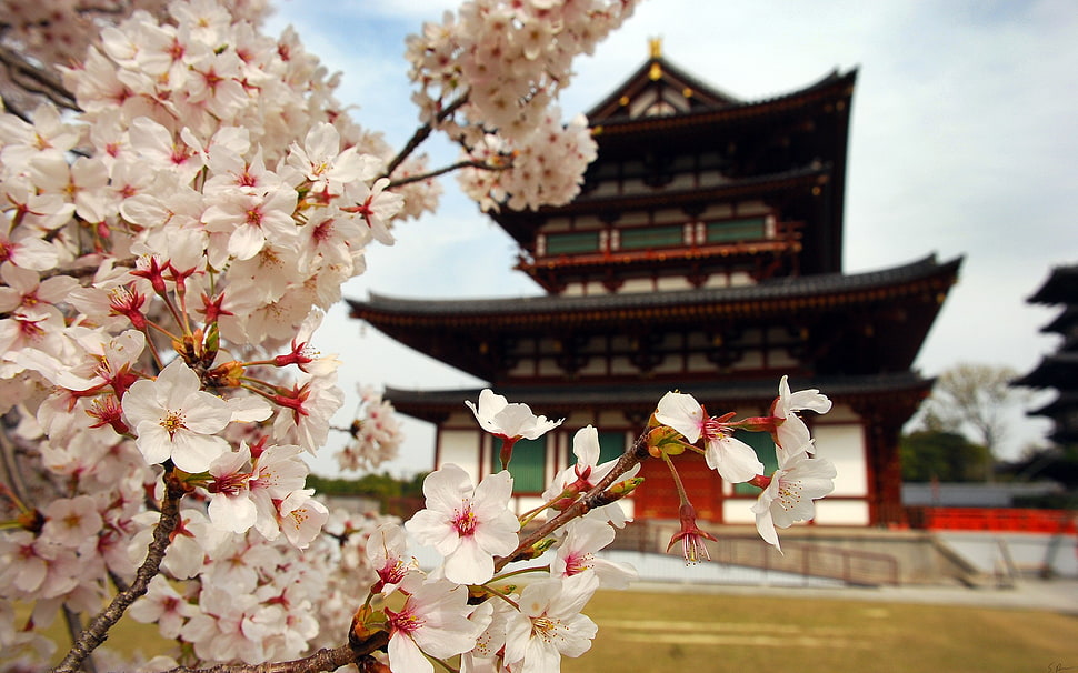 white and black temple, building, closeup, Asian architecture, cherry blossom HD wallpaper