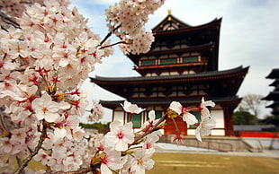 white and black temple, building, closeup, Asian architecture, cherry blossom