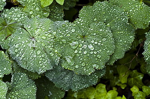 green leaf covered with water droplets