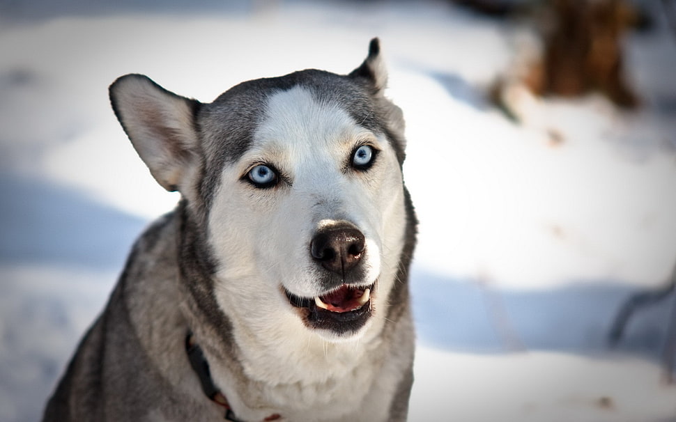 gray and white Siberian Husky with blue eyes HD wallpaper