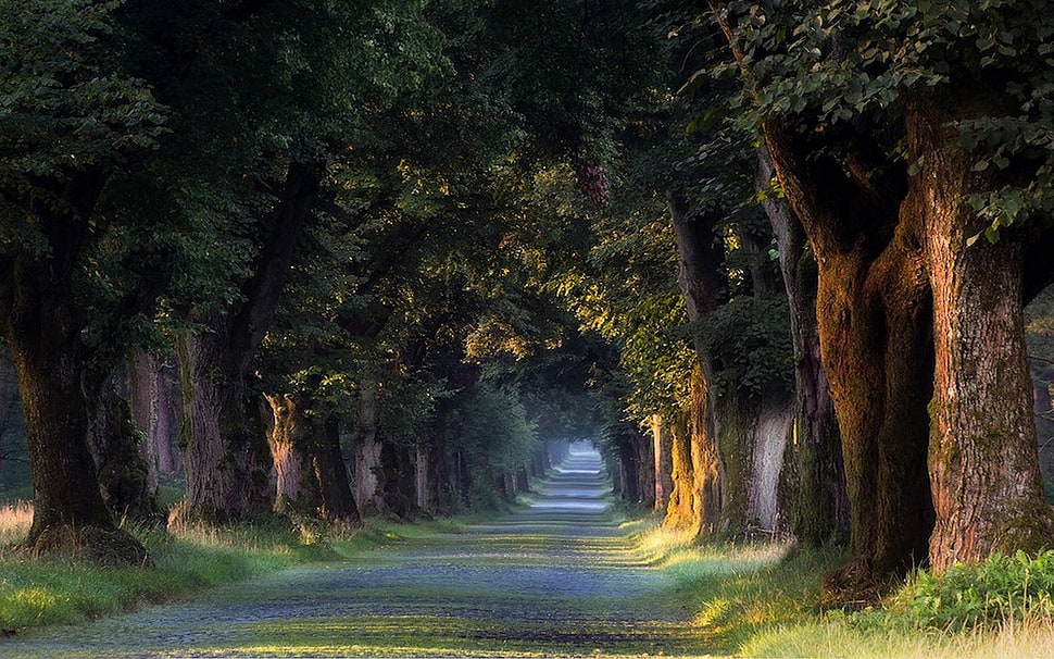 green leafed trees, nature, landscape, trees, tunnel HD wallpaper