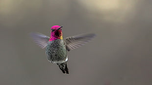 gray and pink humming bird, birds, hummingbirds, animals