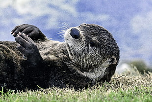 close-up photography of black Otter laying on grass