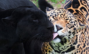brown cheetah and black panther side by side