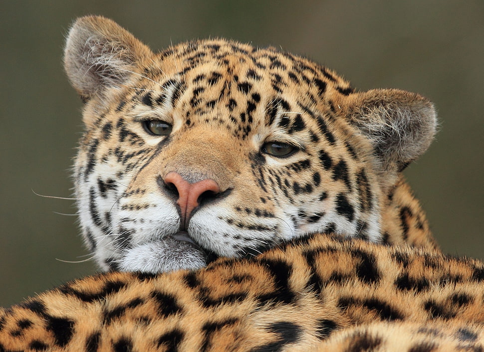 close up photo of Leopard HD wallpaper