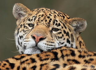 close up photo of Leopard