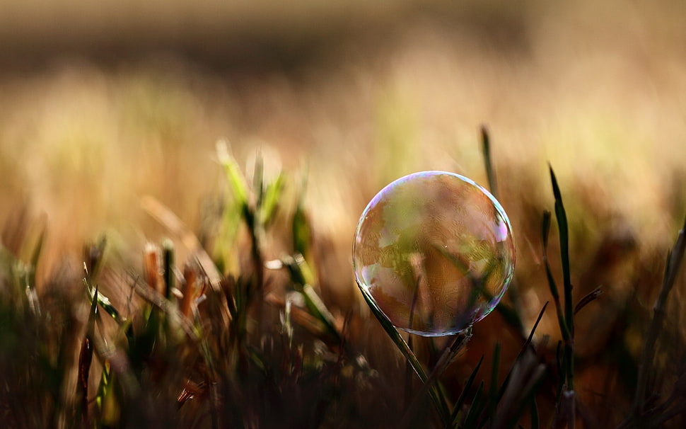 selective focus photography of bubble on green grass HD wallpaper