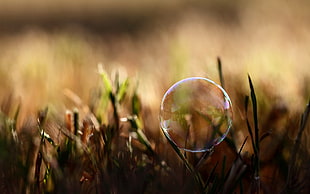 selective focus photography of bubble on green grass