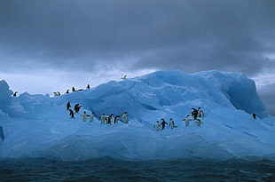 Group of Penguins in snow mountain