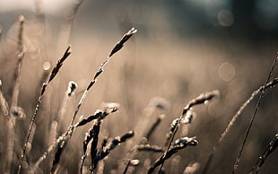 macro photography of grass