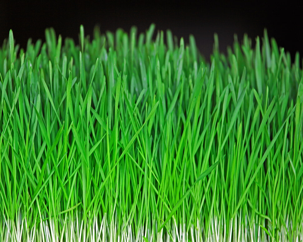 green artificial grass HD wallpaper