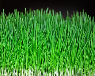 green artificial grass