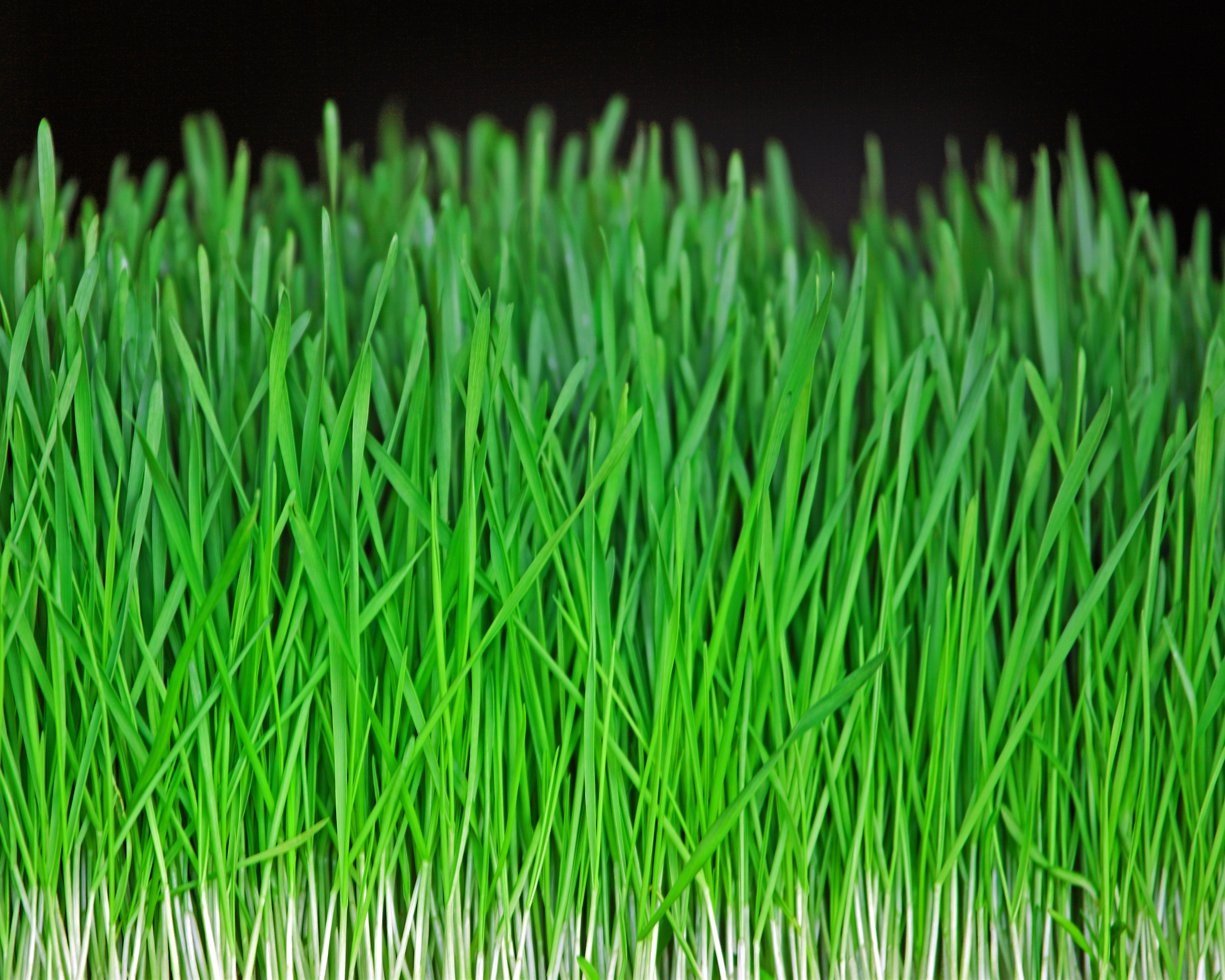 green artificial grass