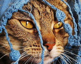 photography of cat HD wallpaper