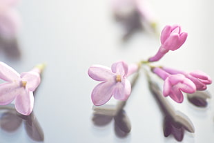 pink petal flower in macro photo