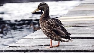 brown female mallard duck on brown wooden boat dock at daytime
